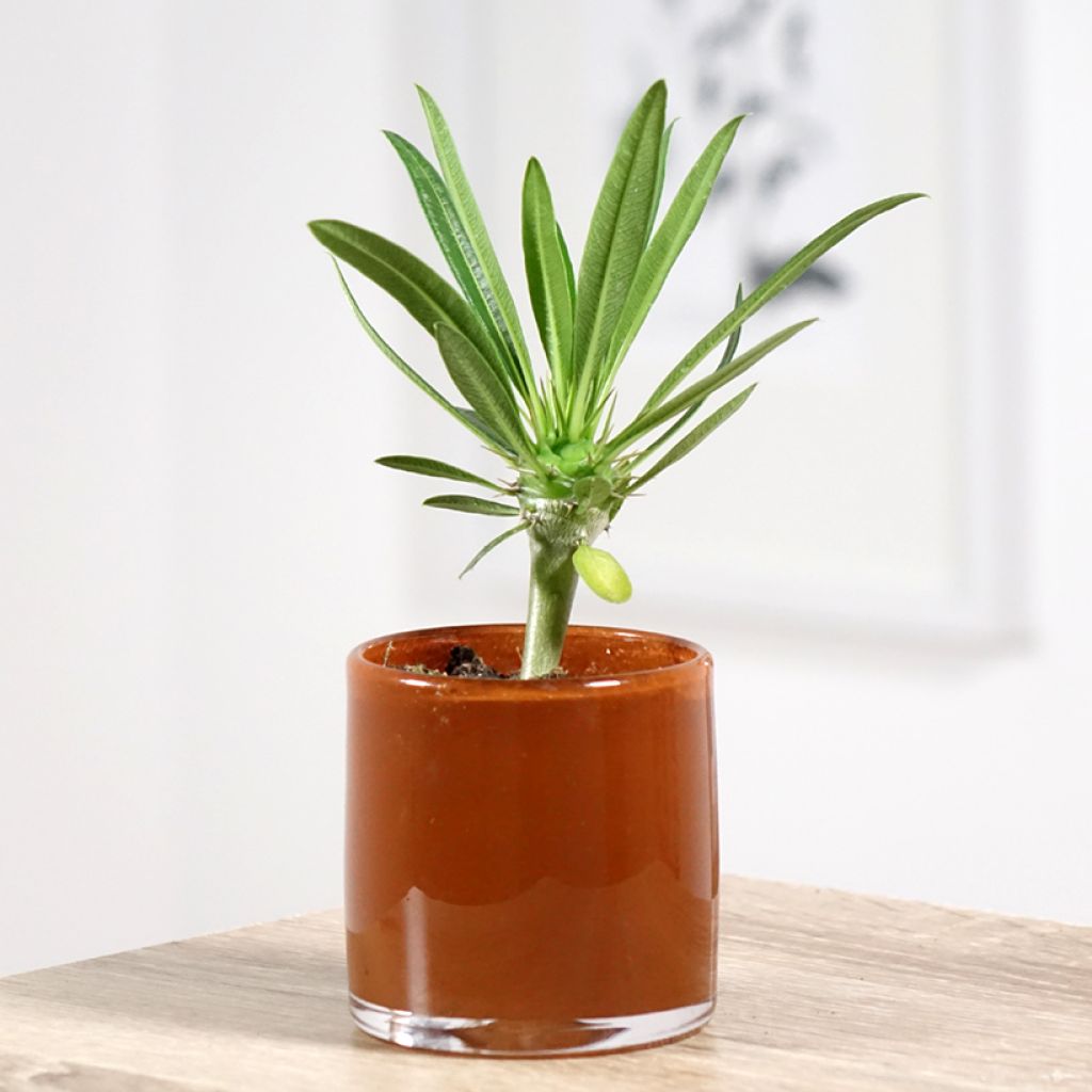 Pachypodium lamerei - Palmier de Madagascar