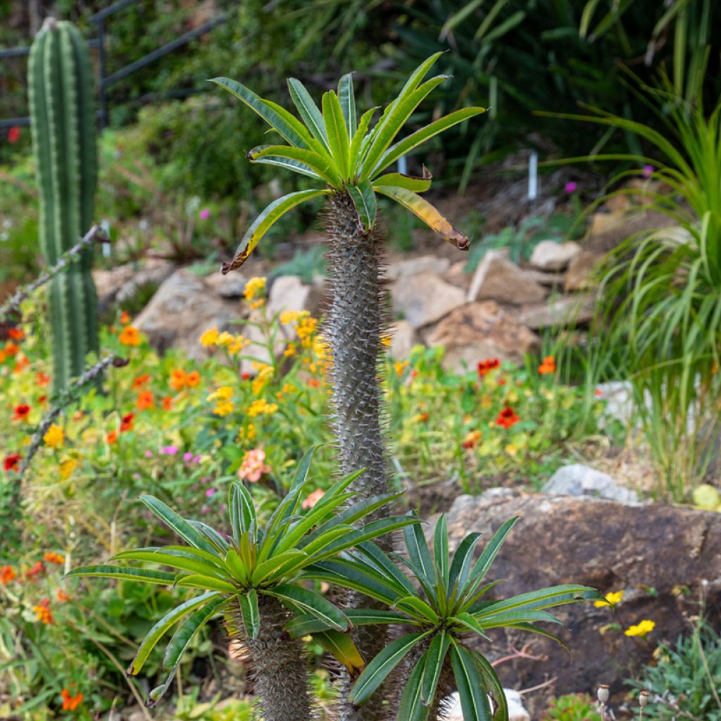 Pachypodium lamerei - Palmier de Madagascar