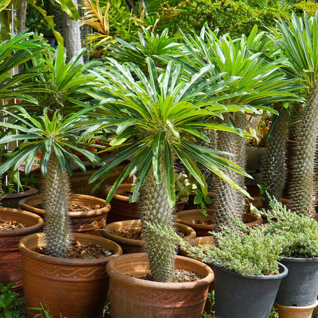 Pachypodium lamerei - Palmier de Madagascar