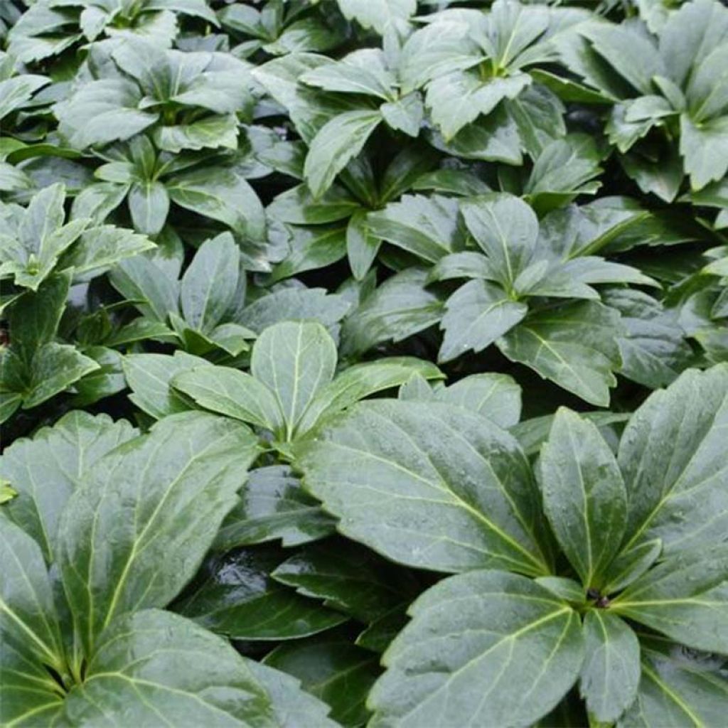 Pachysandra terminalis Green Carpet - Pachysandre du Japon