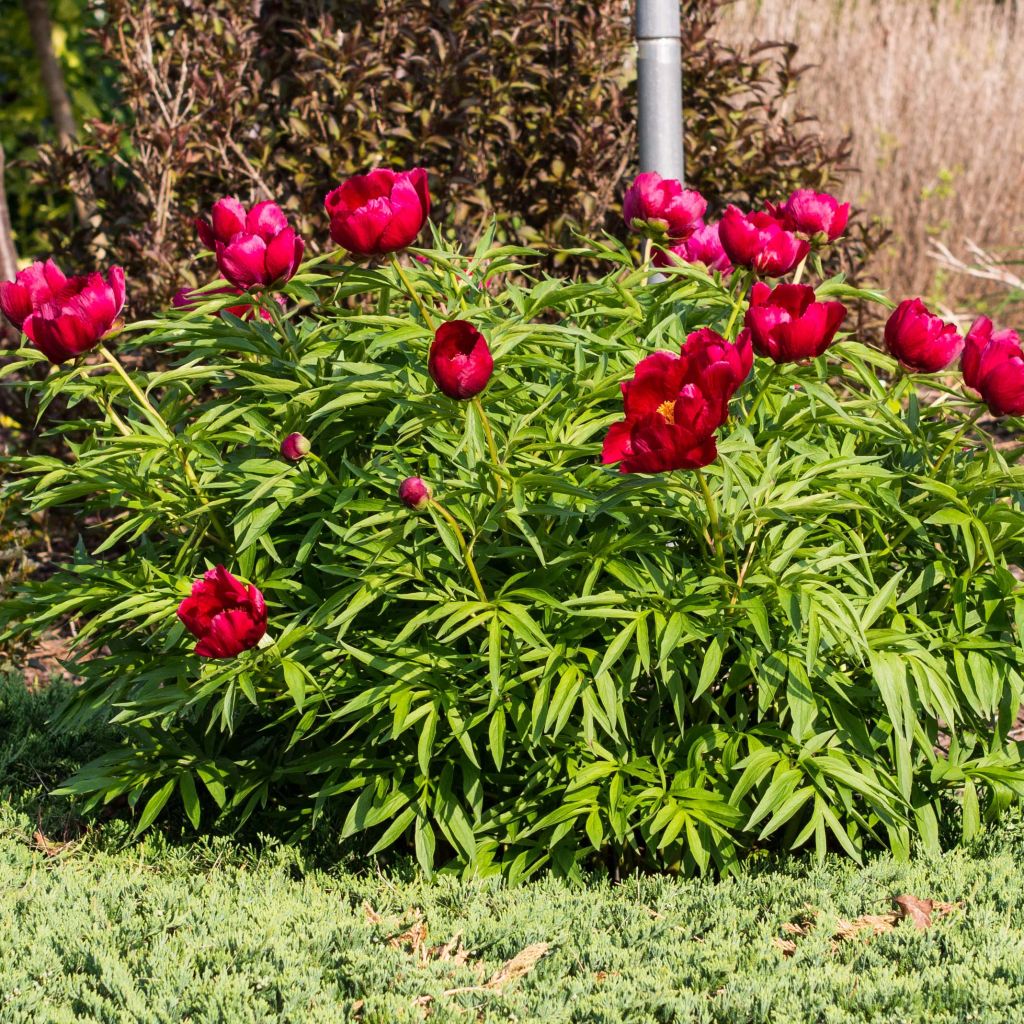 Pivoine Early Scout