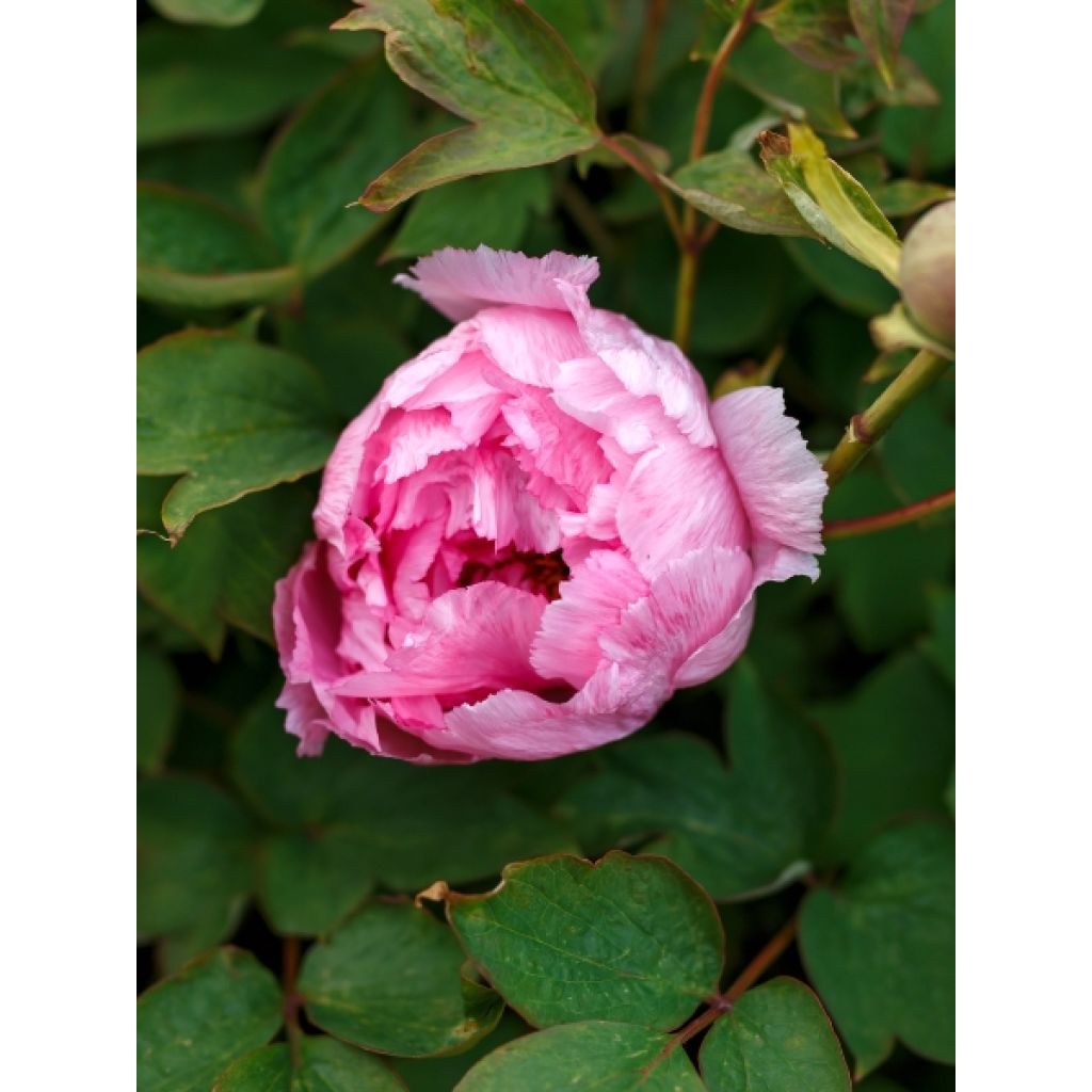 Pivoine Itoh Hillary