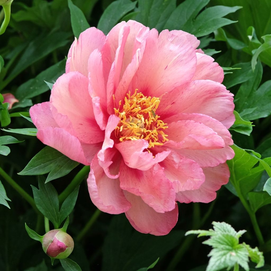Pivoine Itoh Hillary