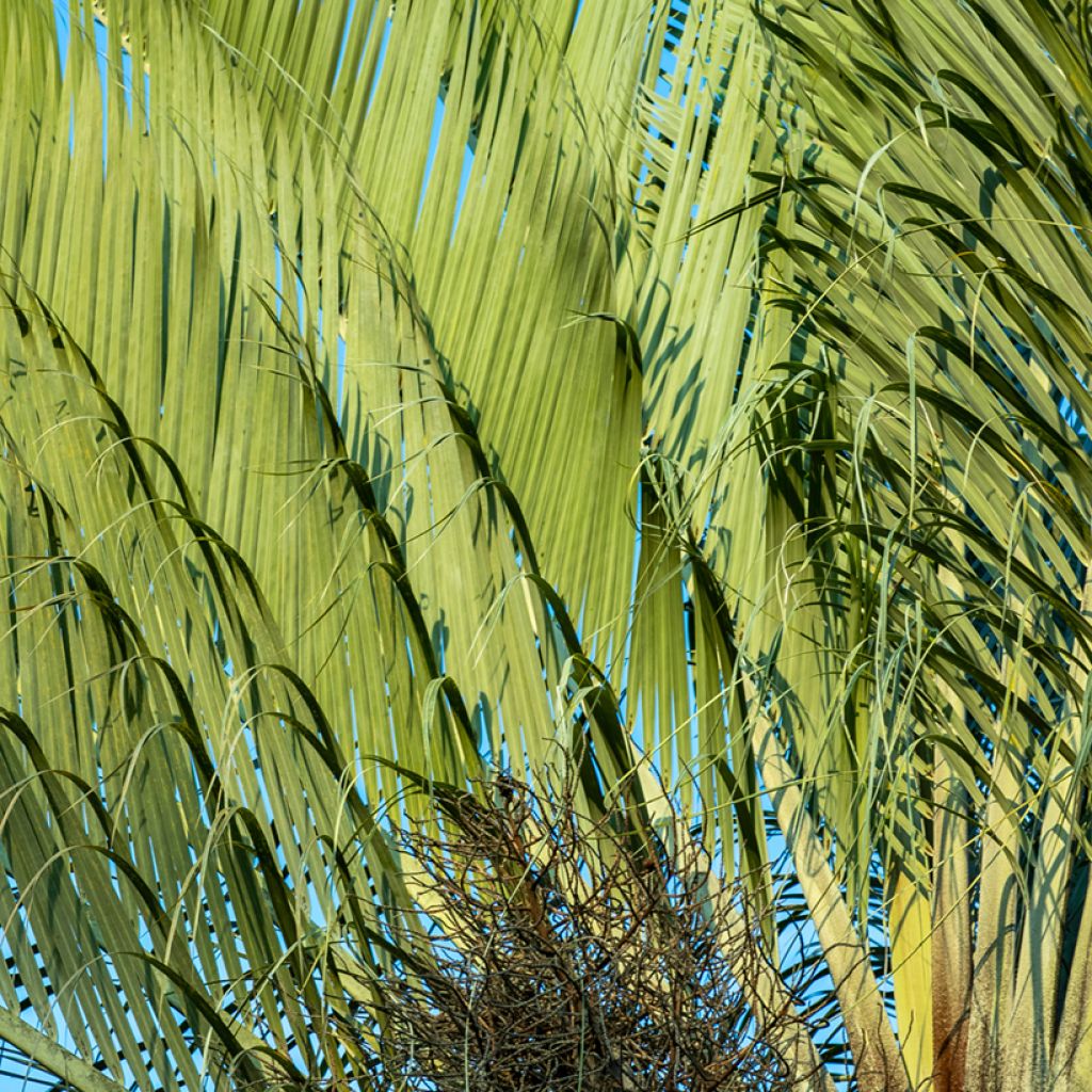 Dypsis decaryi - Palmier triangle