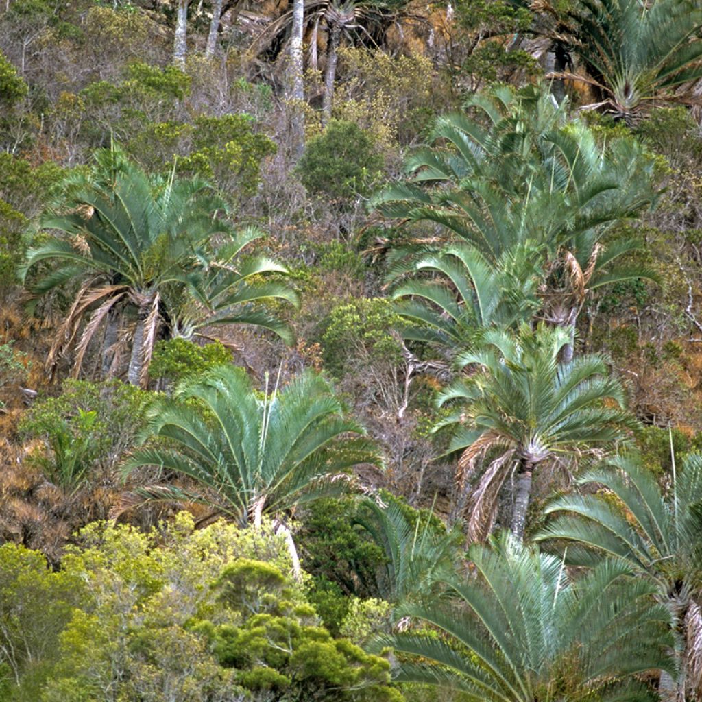 Dypsis decaryi - Palmier triangle