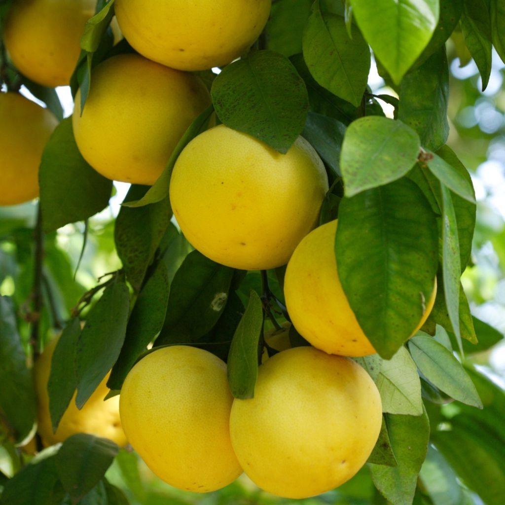 Pamplemousse (Pomelo) - Citrus (x) paradisi