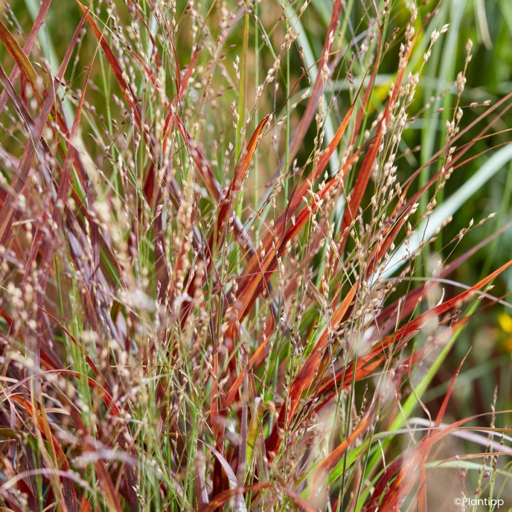 Panic érigé - Panicum virgatum Hot Rod
