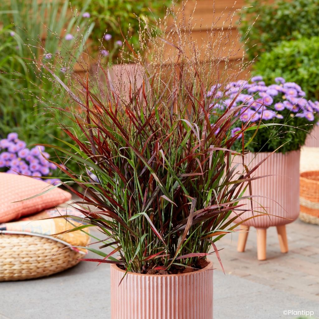 Panic érigé - Panicum virgatum Hot Rod