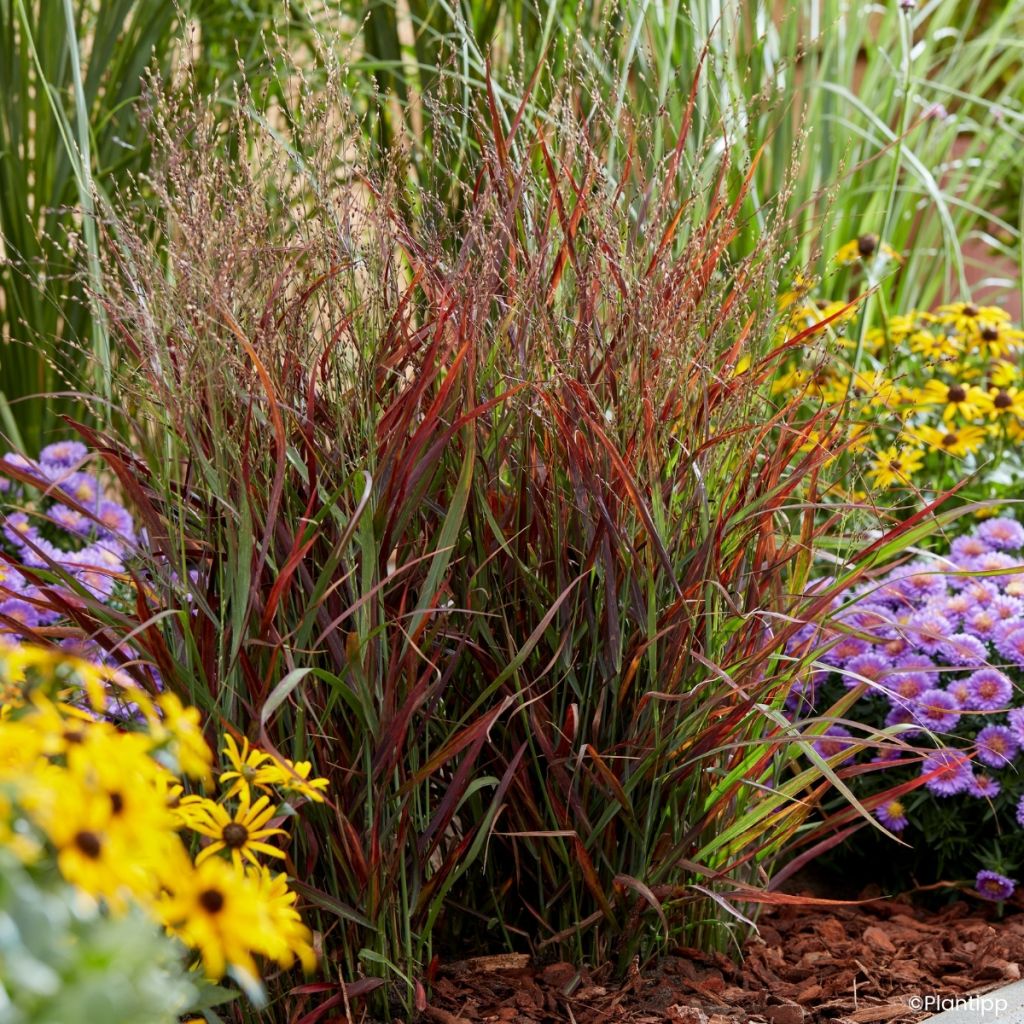 Panic érigé - Panicum virgatum Hot Rod