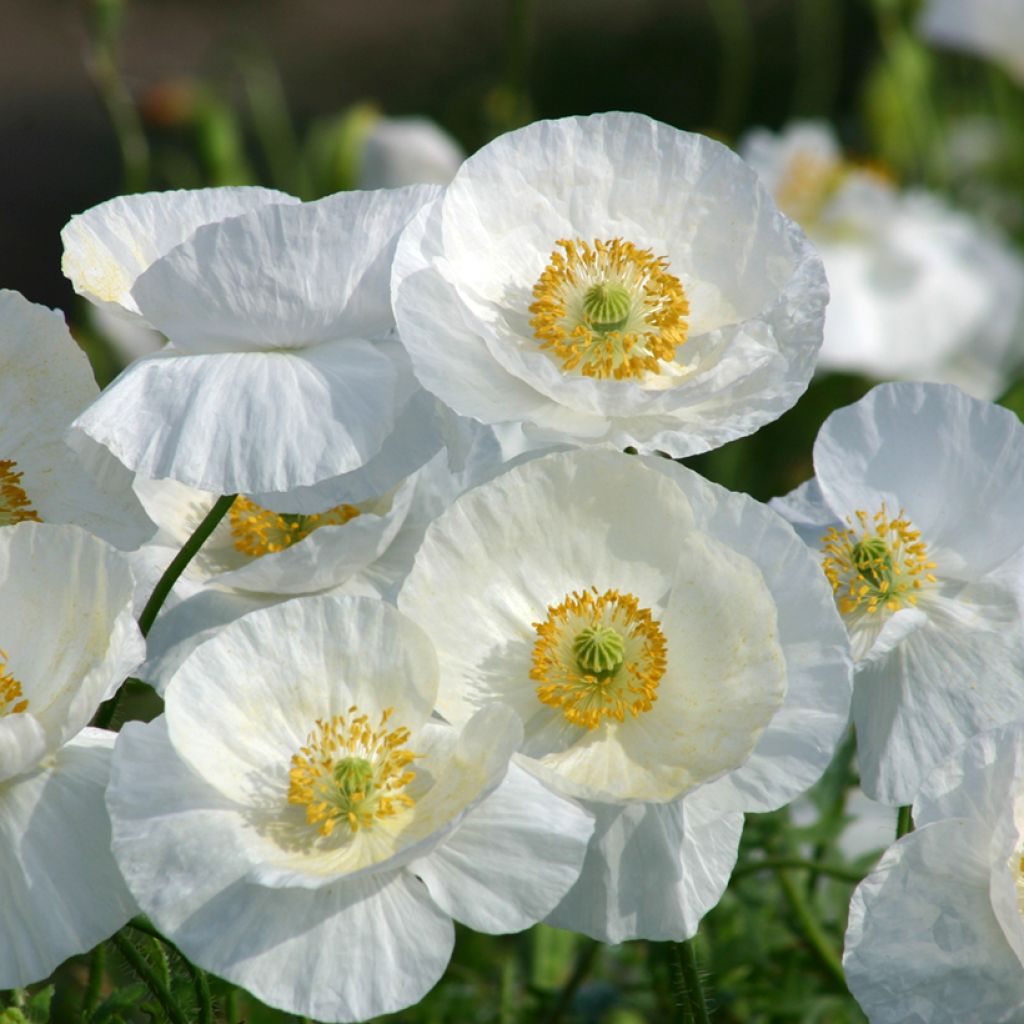 Graines de Coquelicot Bridal Silk blanc - Papaver rhoeas
