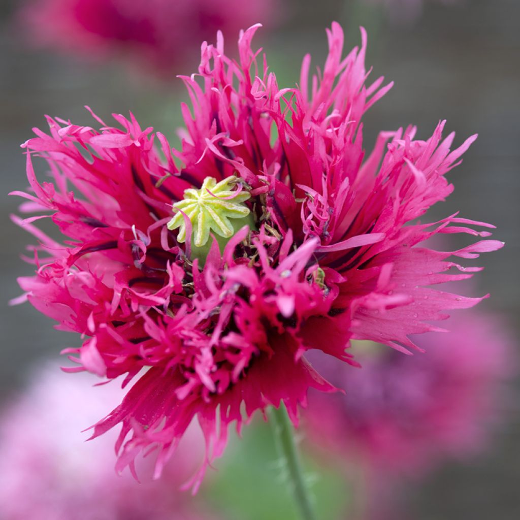 Graines de Pavot annuel Rose Feathers - Papaver somniferum