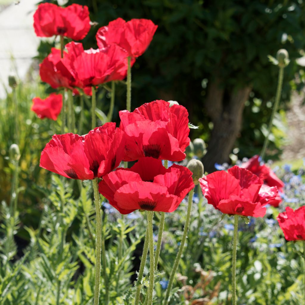 Graines de Pavot bracteatum (Great Scarlet) - Pavot de Perse