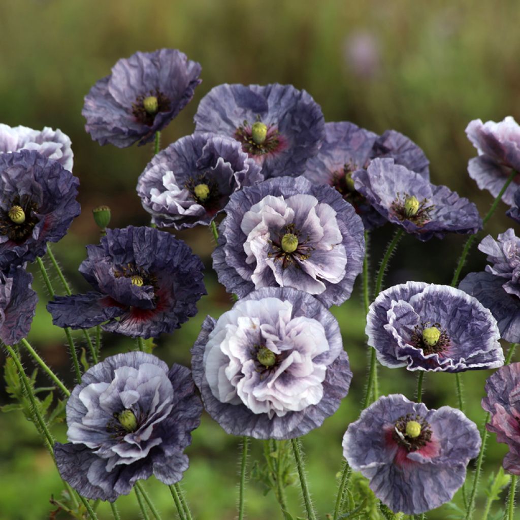 Graines de coquelicot Amazing Grey - Papaver rhoeas