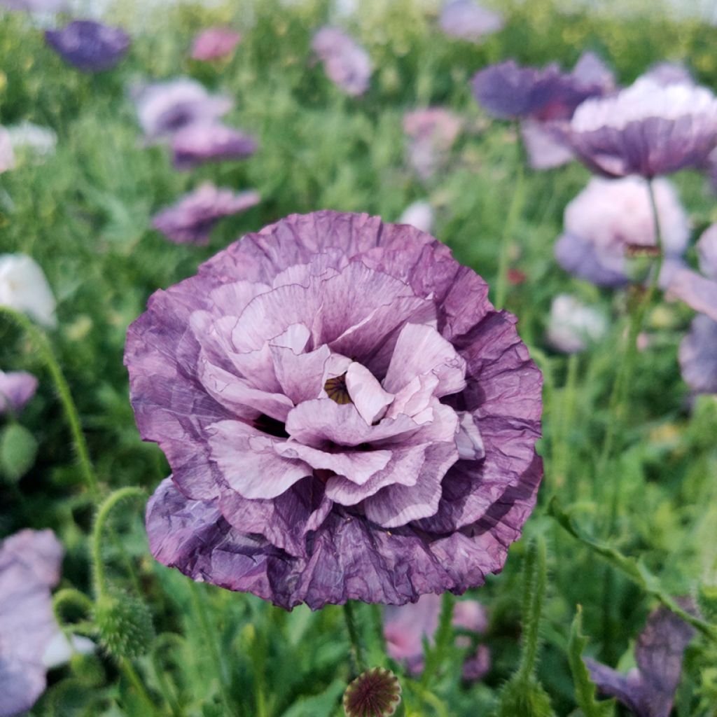 Graines de coquelicot Amazing Grey - Papaver rhoeas