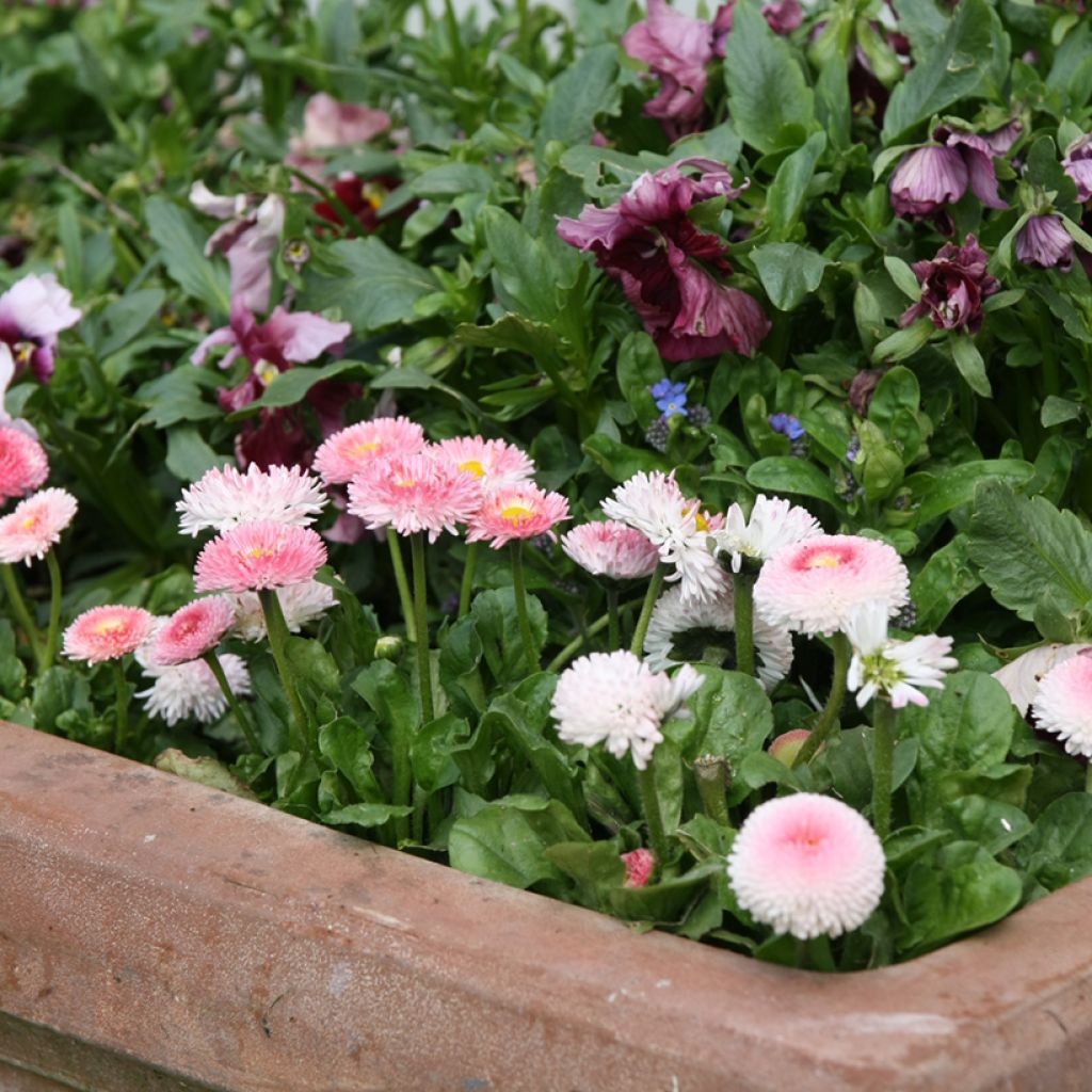 Pâquerette Tasso Strawberries & Cream Mini-motte - Mottes de 3,8 x 3,2 cm en plaque de culture par 16 - Bellis Perennis