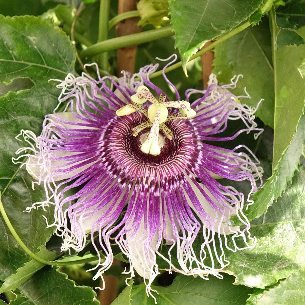 Passiflore Byron Beauty - Fleur de la Passion