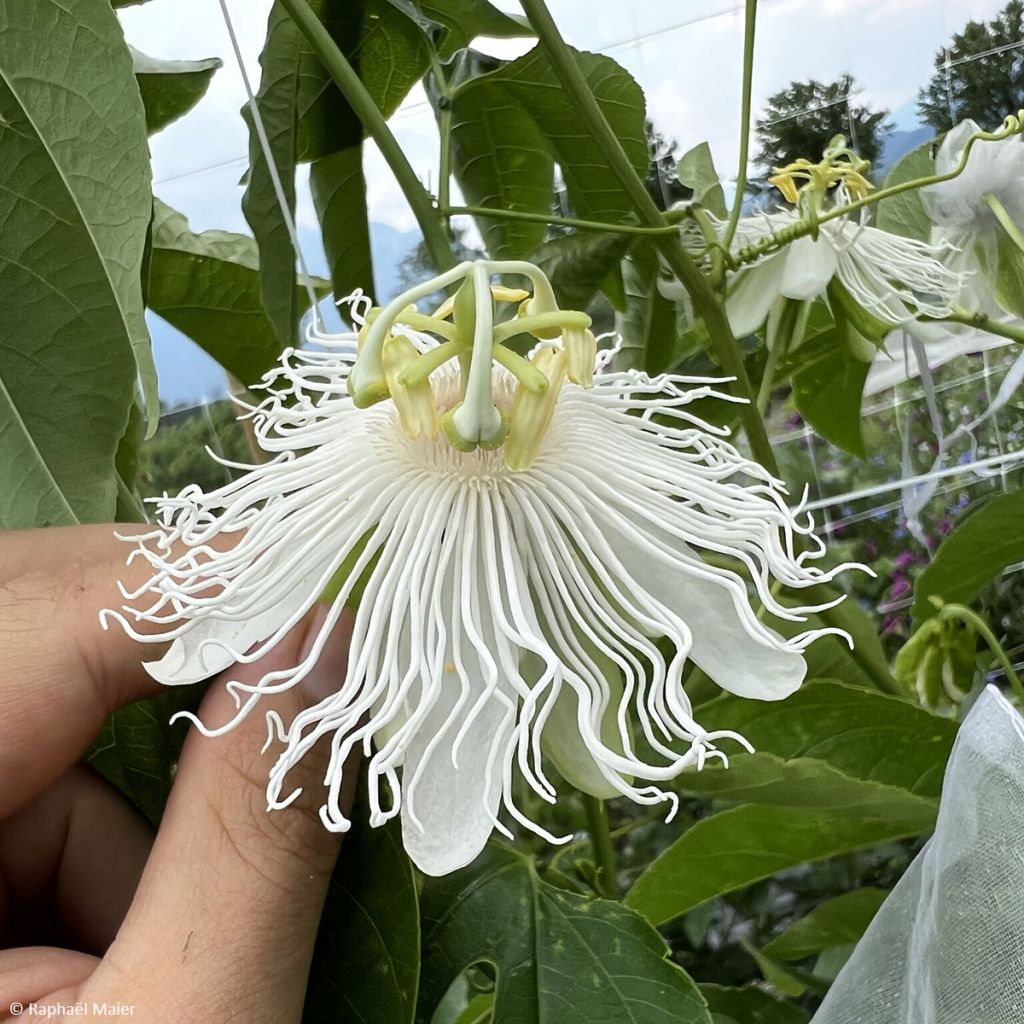 Passiflore Snow Star - Passiflora (x) incarnata