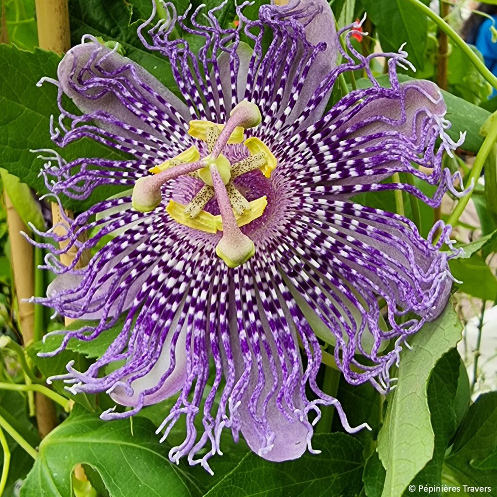 Passiflore Fata Confetto - Passiflora x incarnata