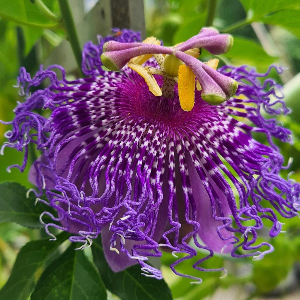 Passiflore Incense - Fleur de la Passion
