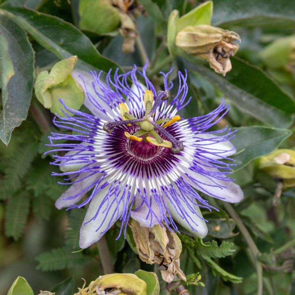 Passiflore caerulea Purple Haze - Fleur de la Passion