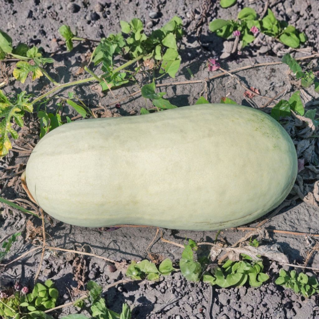 Pastèque Charleston Grey NT (Melon d'eau) - Ferme de Sainte Marthe