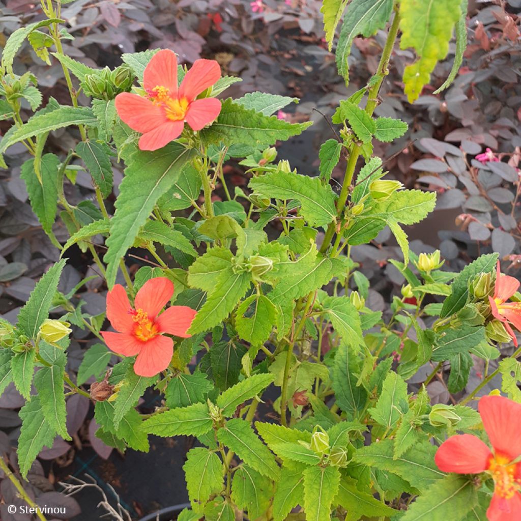 Pavonia Flamboyant - Pavonie