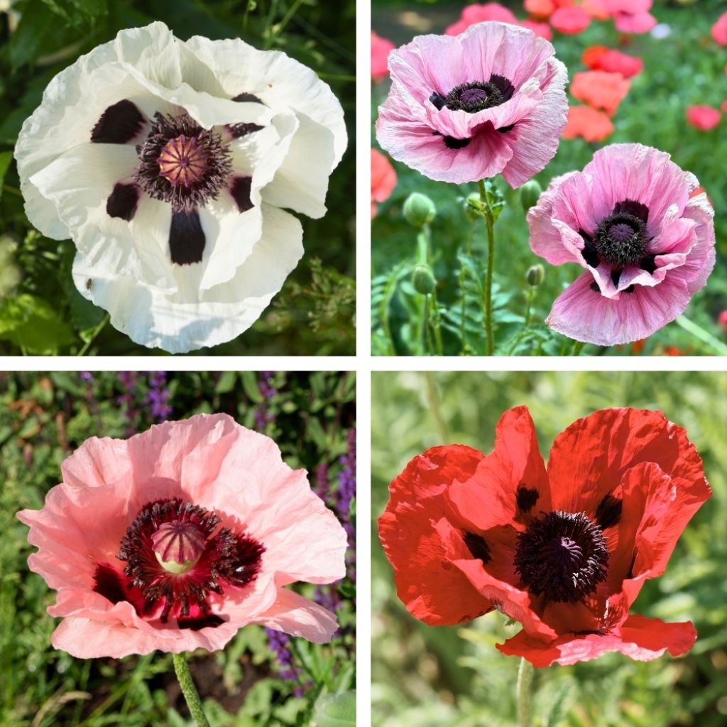Graines de Pavot d'Orient Pizzicato Mix - Papaver orientale
