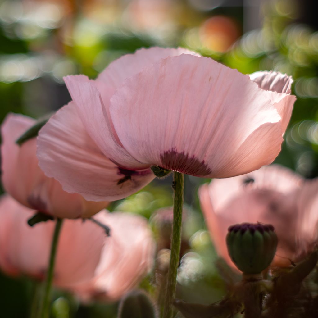 Pavot d'Orient Princess Victoria Louise - Papaver orientale