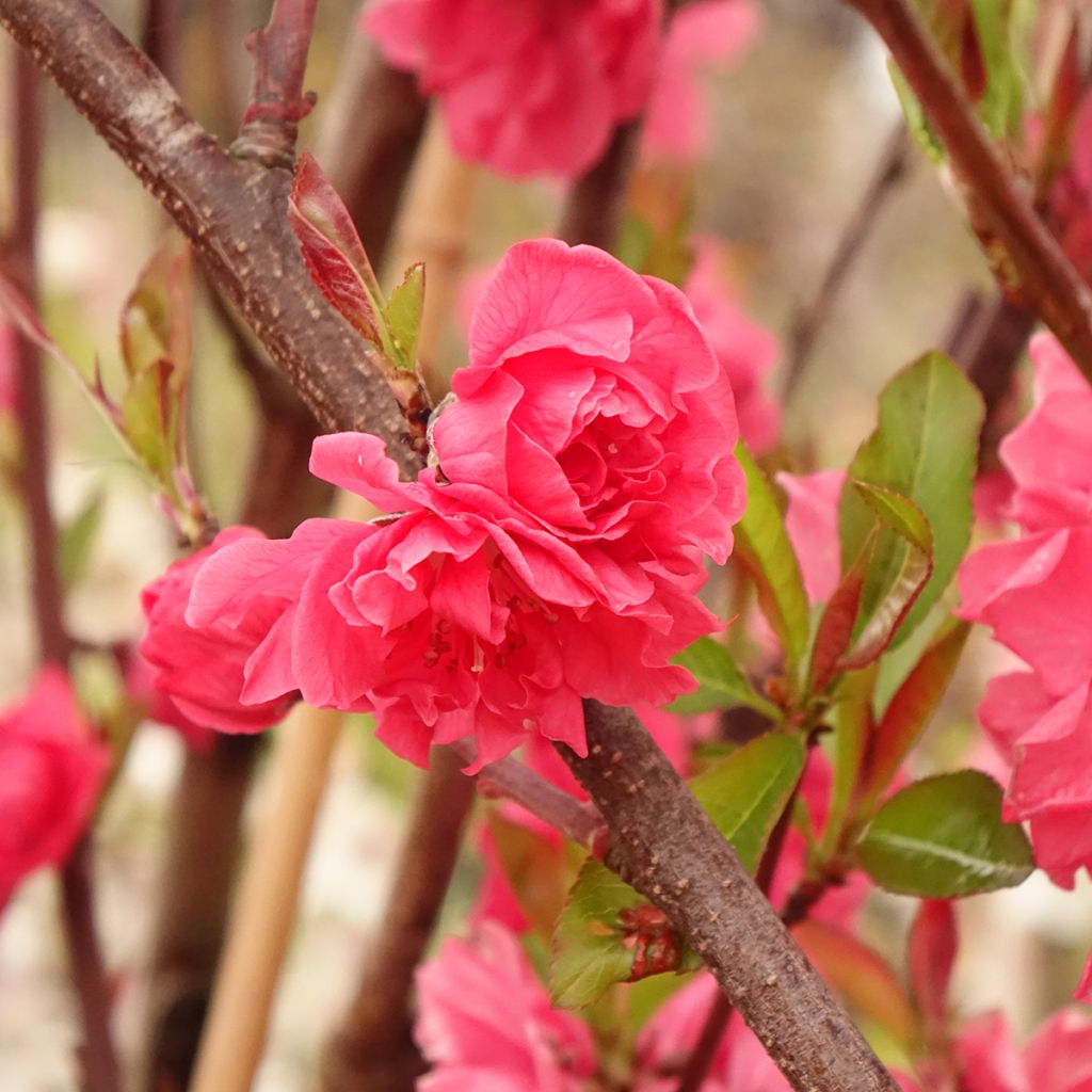 Pêcher à fleurs - Prunus persica Taoflora Red