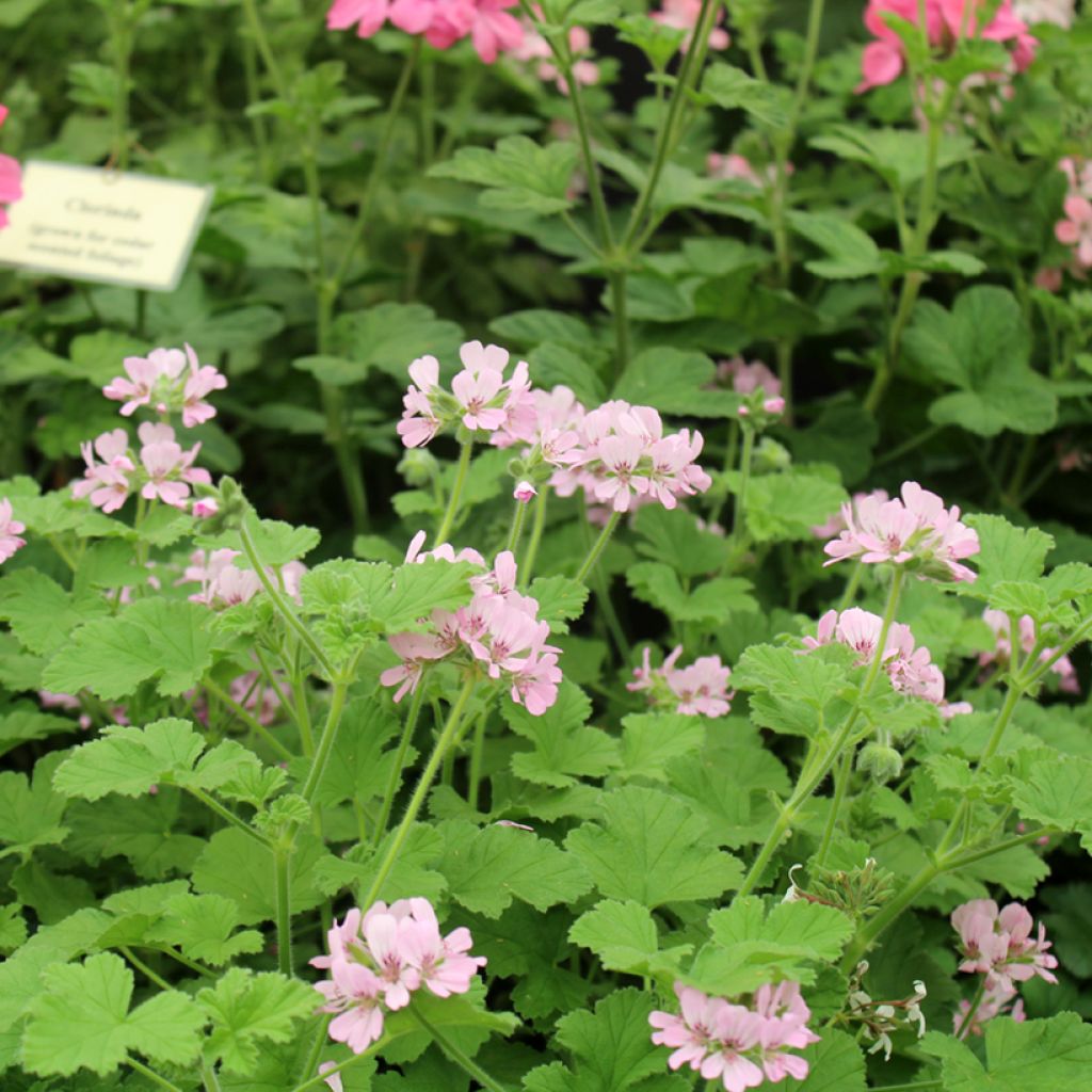Pelargonium - Géranium parfumé Attar of Roses