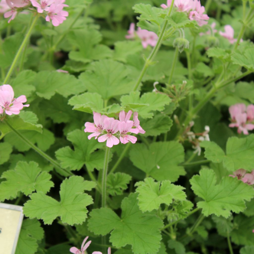 Pelargonium - Géranium parfumé Attar of Roses