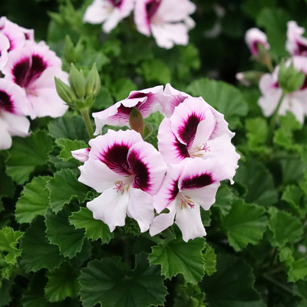 Pelargonium - Géranium parfumé Mosquitaway Lizzy