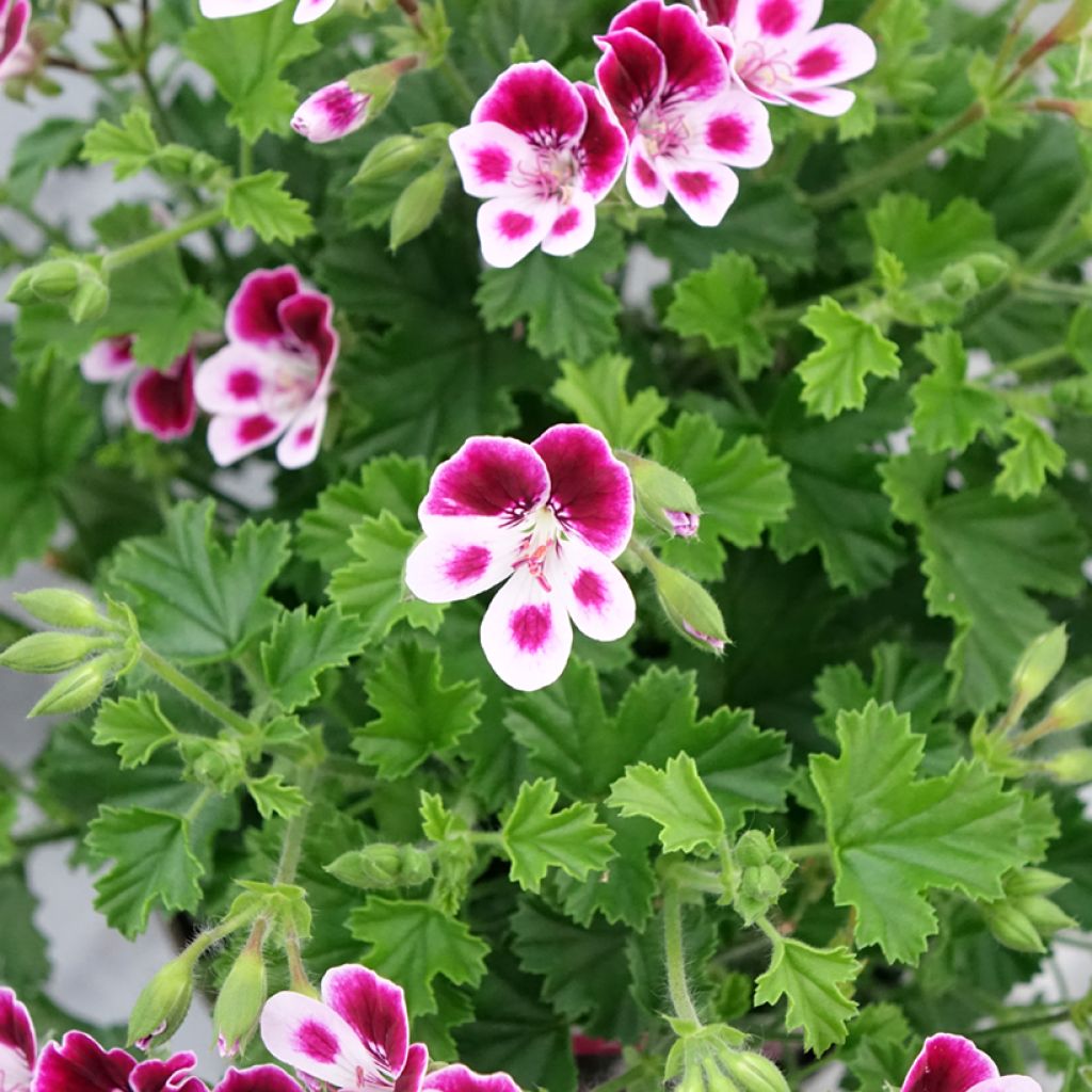 Pelargonium - Geranium parfumé Mosquitaway Nova