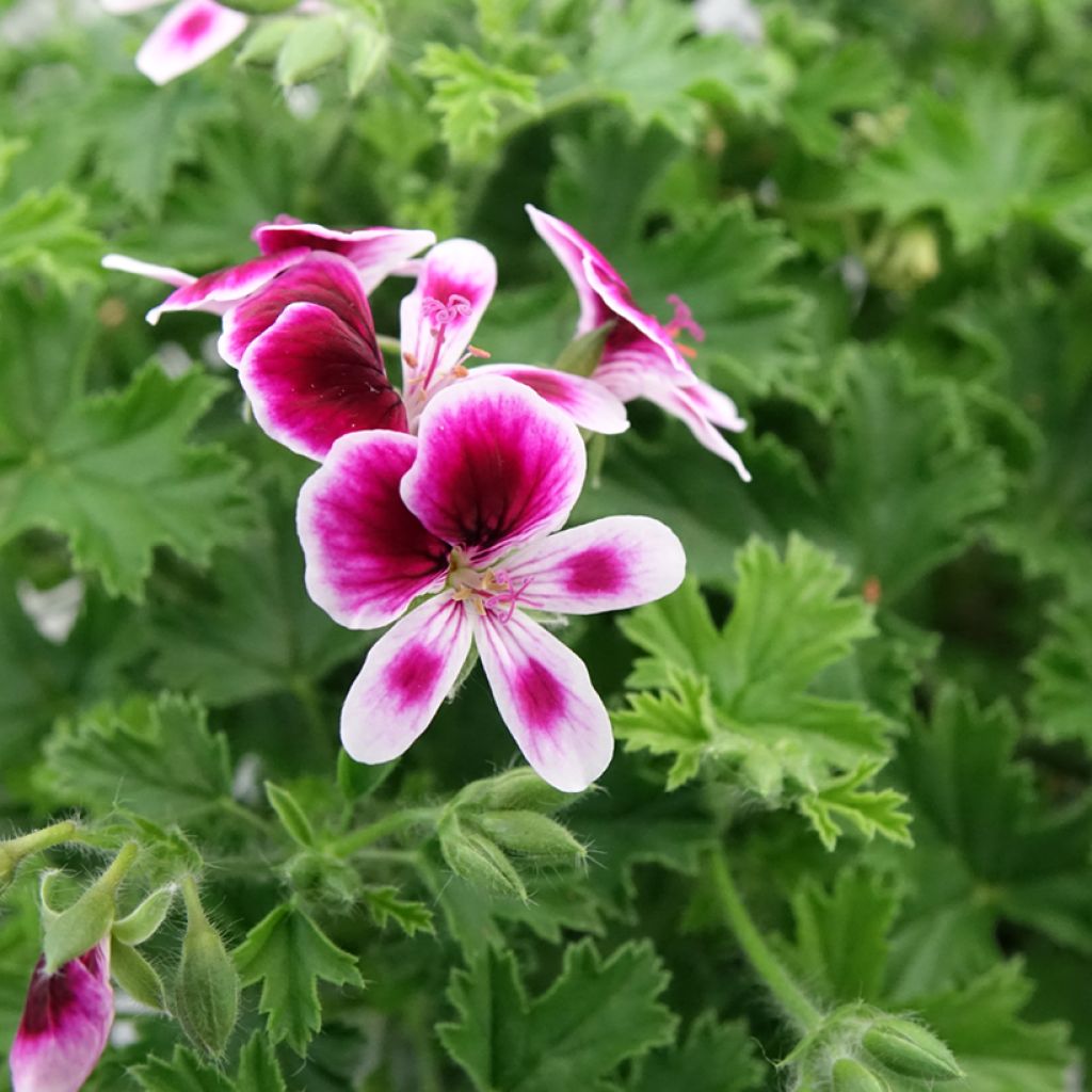 Pelargonium Mosquitaway Eva