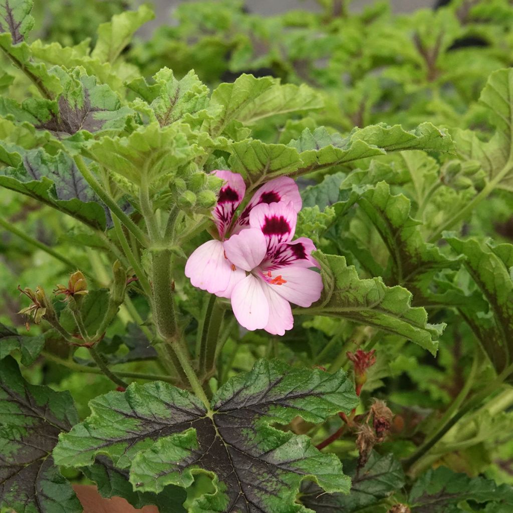 Pelargonium odorant quercifolium Royal Oak - Géranium au parfum balsamique