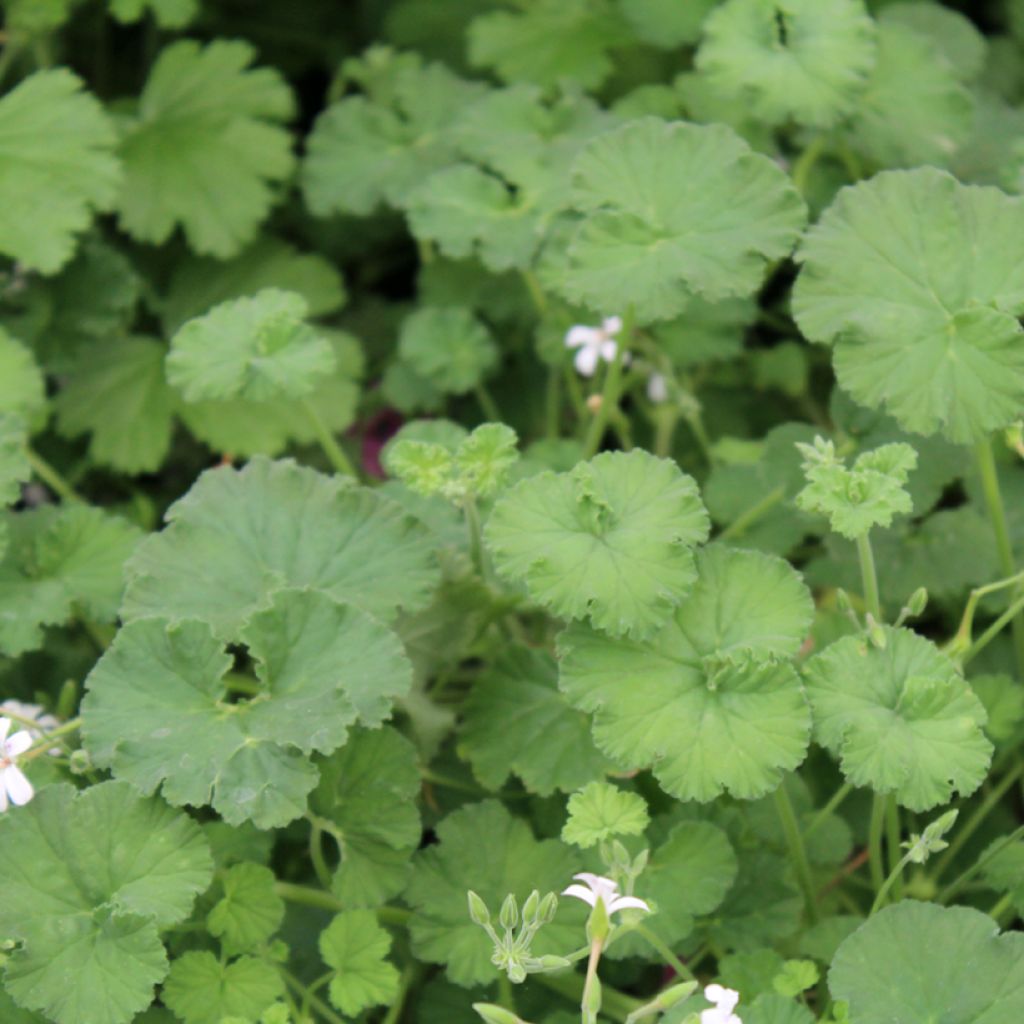 Pelargonium odoratissimum - Géranium botanique parfum pomme