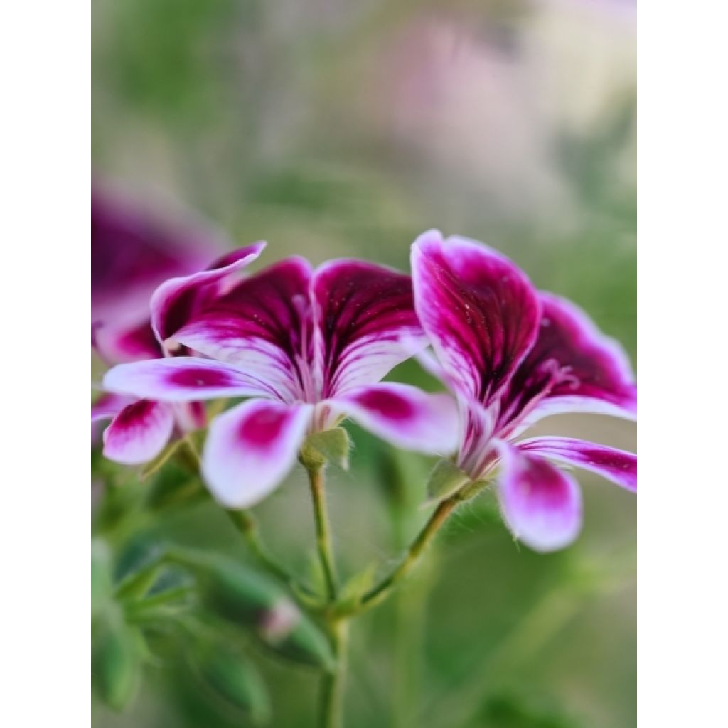 Pelargonium - Geranium parfumé Mosquitaway Nova