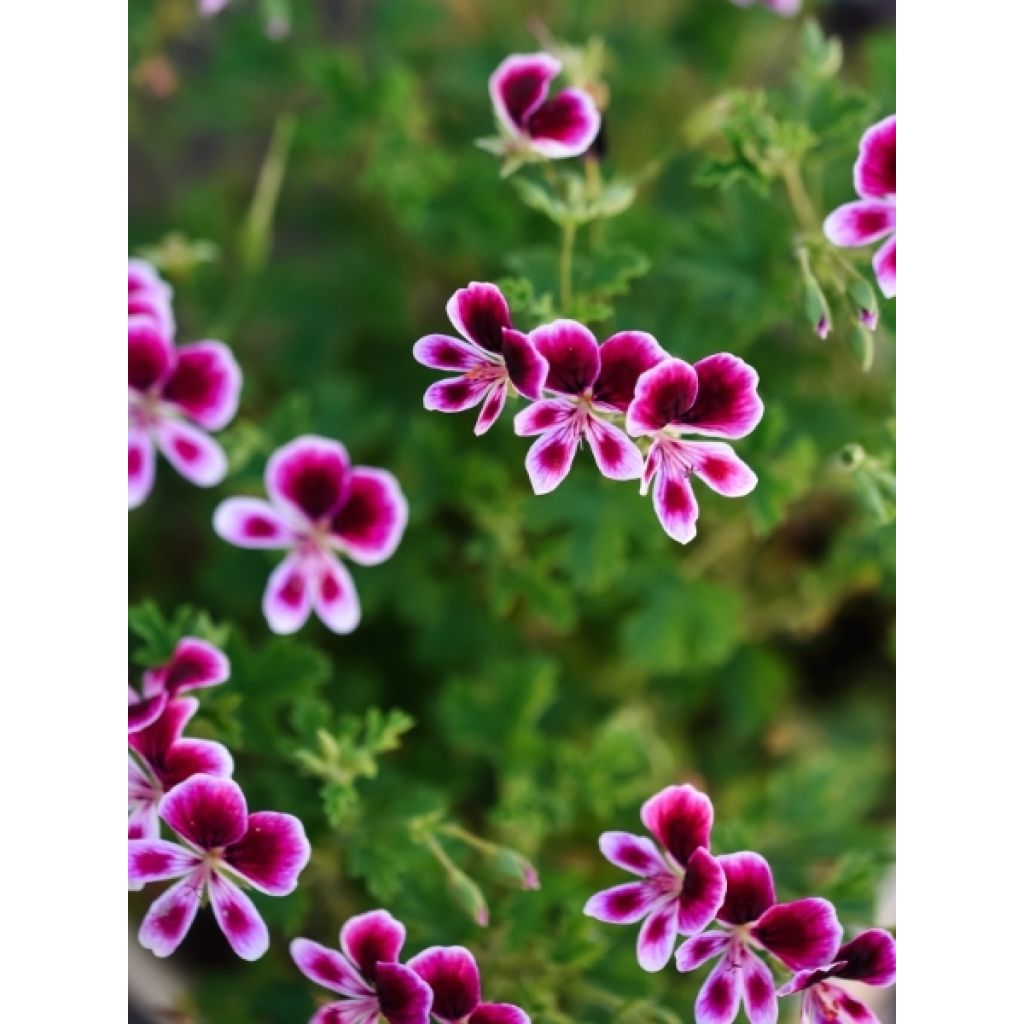 Pelargonium - Geranium parfumé Mosquitaway Nova