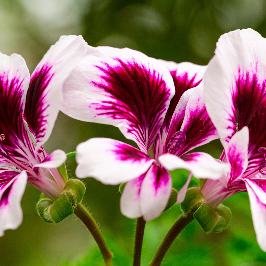 Pélargonium - Géranium Angel Eyes Blueberry