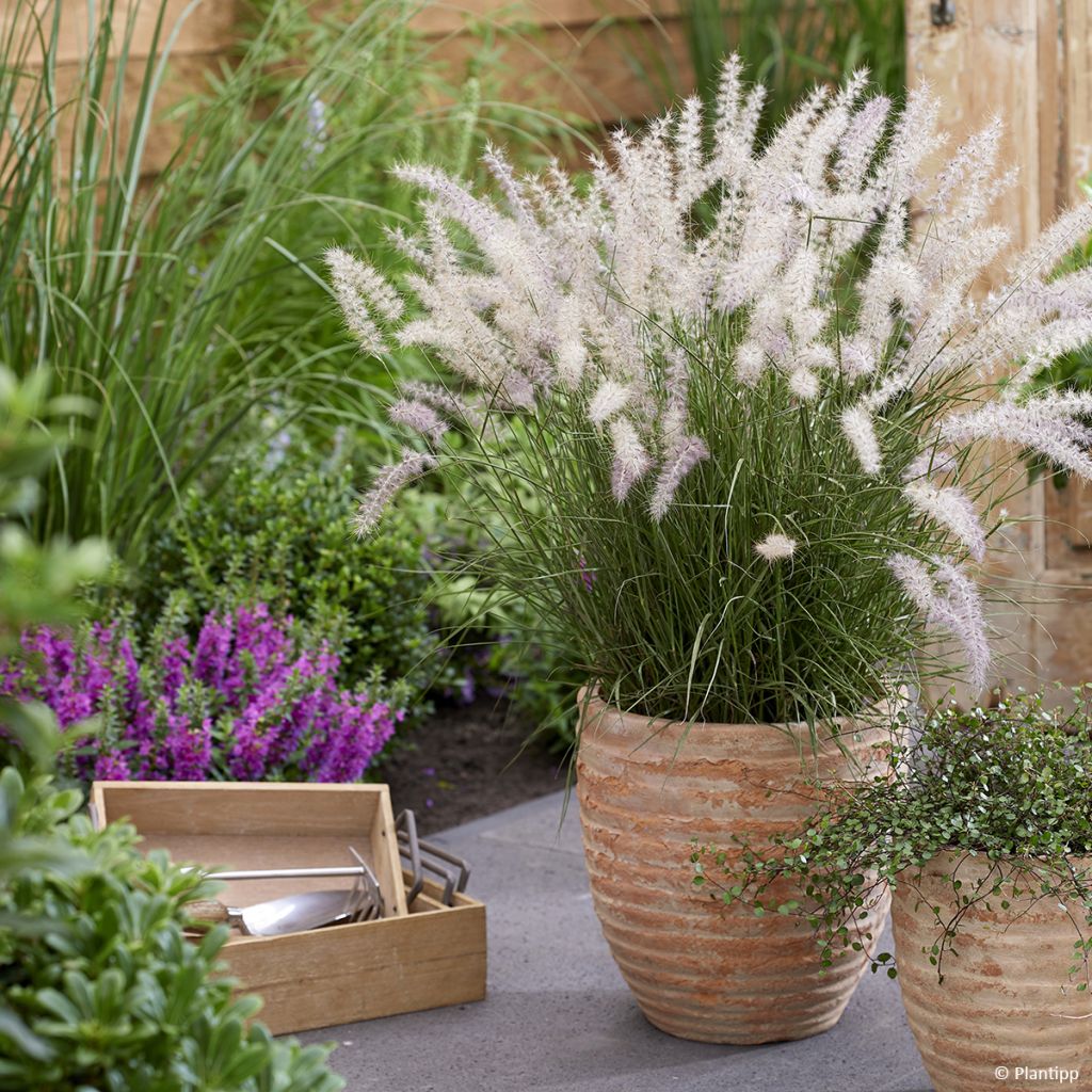 Pennisetum orientale JS Dance With Me - Herbe aux écouvillons