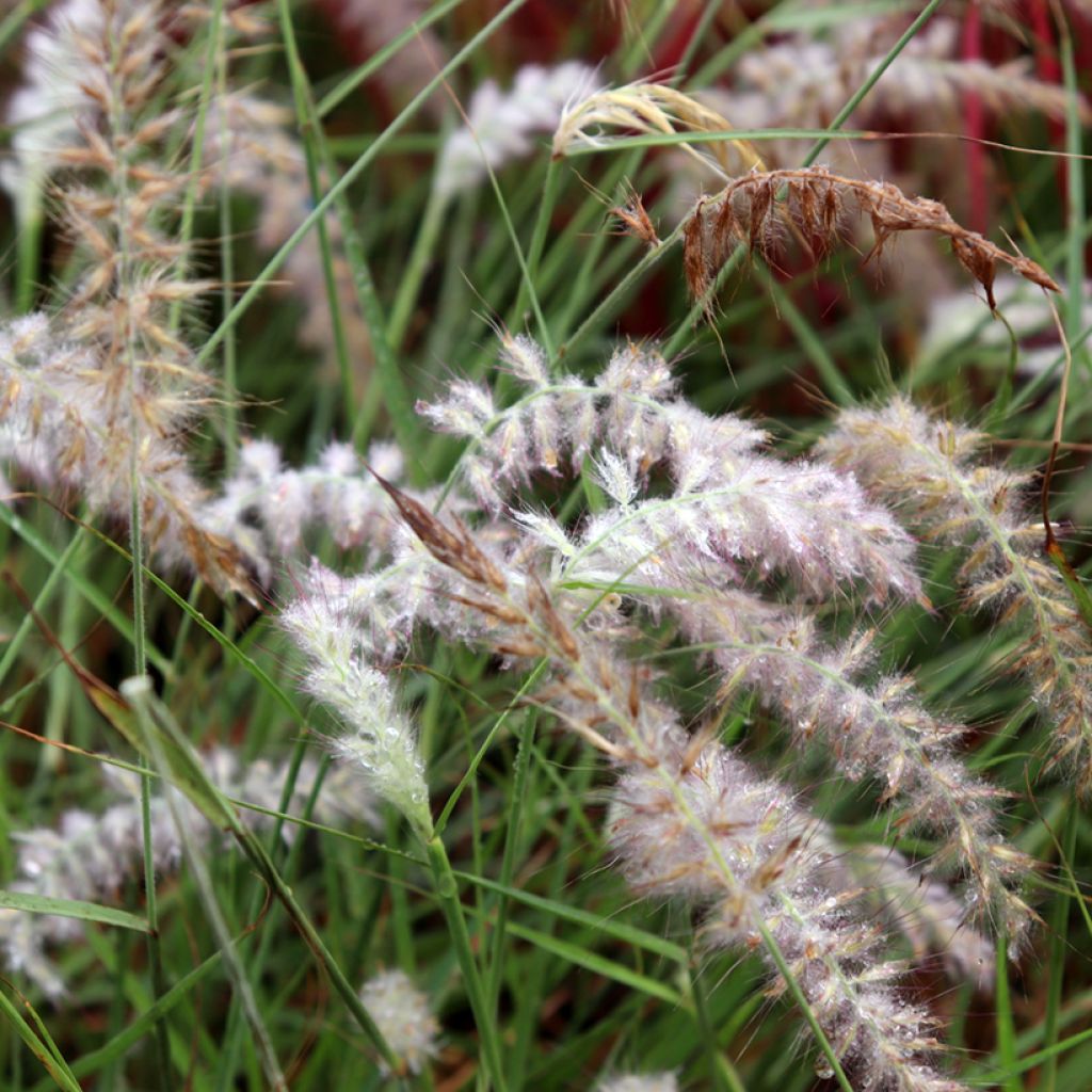 Pennisetum orientale JS Dance With Me - Herbe aux écouvillons