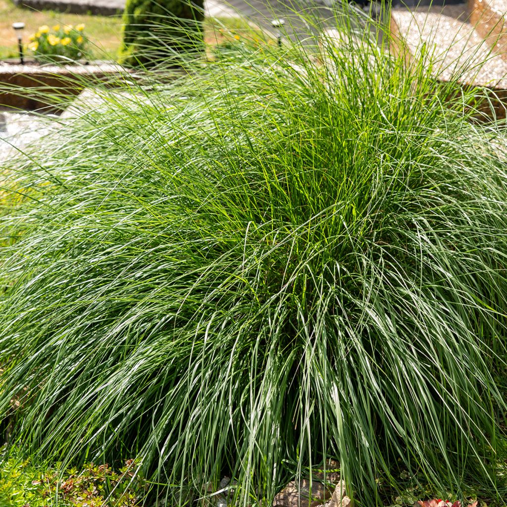 Pennisetum alopecuroides Little Bunny - Herbe aux écouvillons