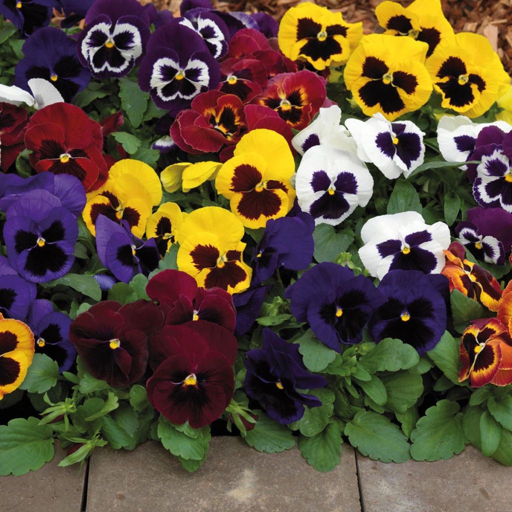 Pensée Goliath à très grandes fleurs mélange - Viola wittrockiana