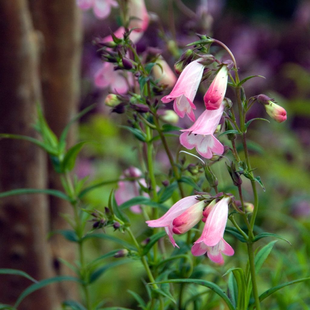 Penstemon Apple Blossom - Galane