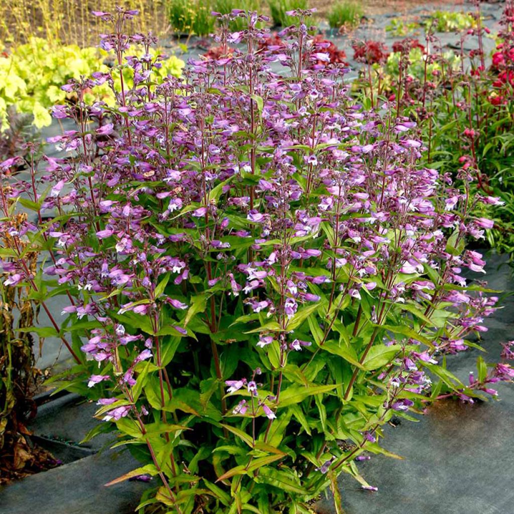 Penstemon Nova Twilight - Galane