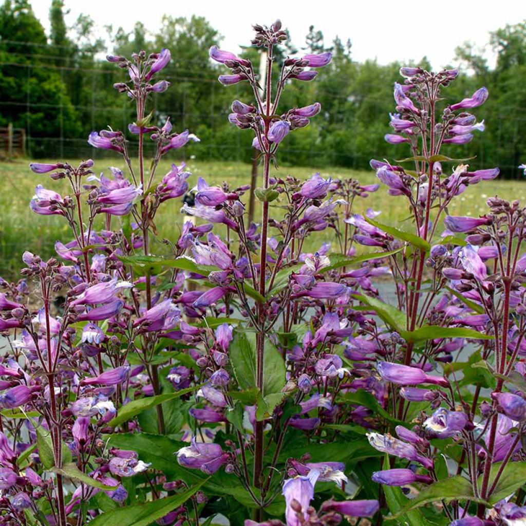 Penstemon Nova Twilight - Galane