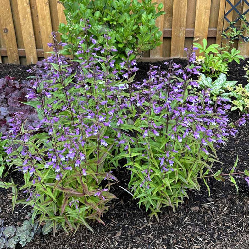Penstemon Nova Twilight - Galane