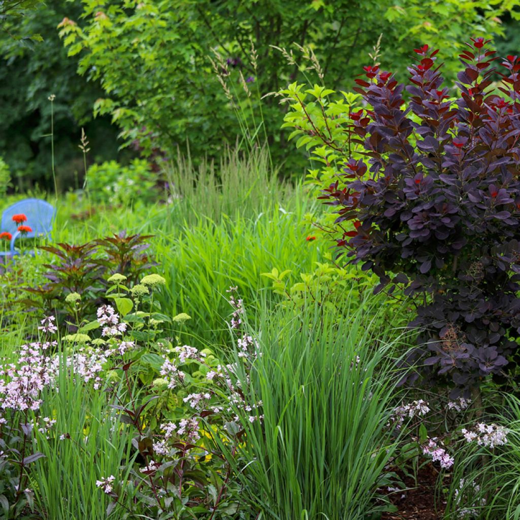 Penstemon digitalis Dark Towers - Galane