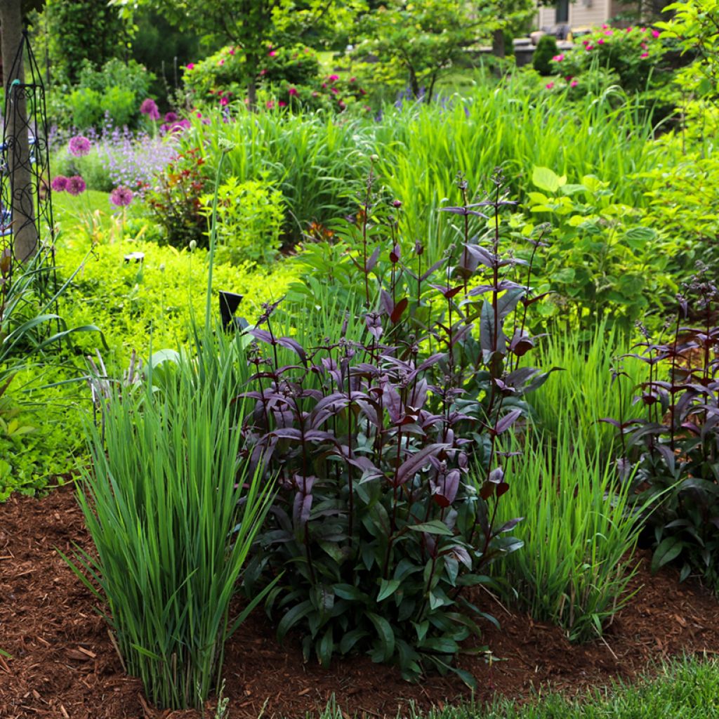 Penstemon digitalis Dark Towers - Galane