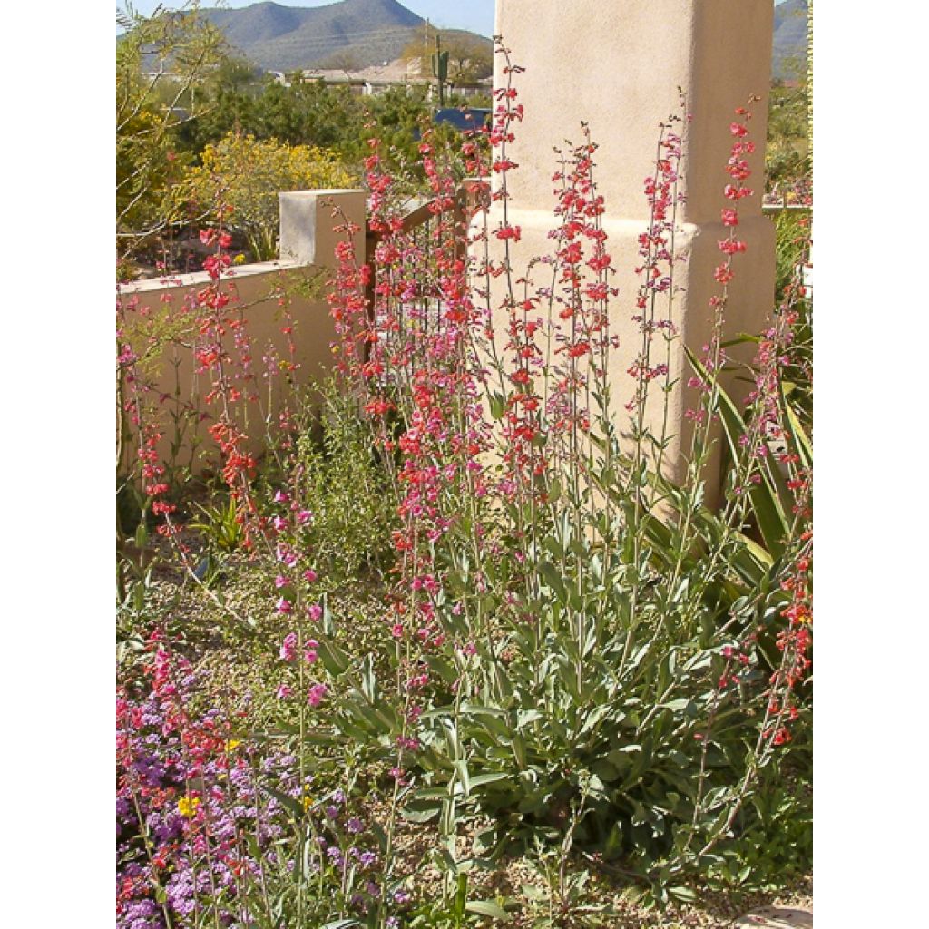 Penstemon eatonii - Penstémon d'Eaton, galane